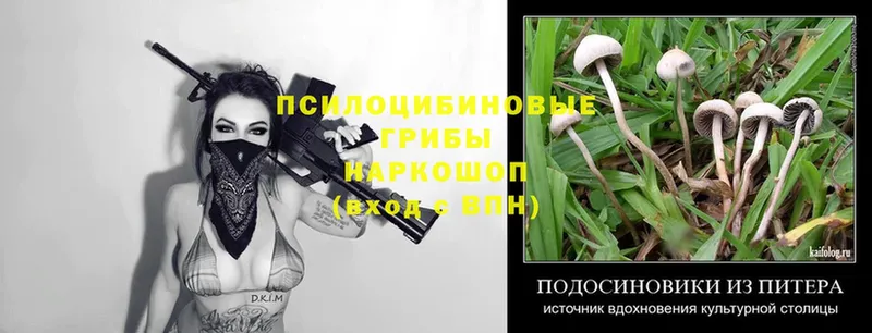 Псилоцибиновые грибы Psilocybe  shop как зайти  Гудермес  где купить наркоту 